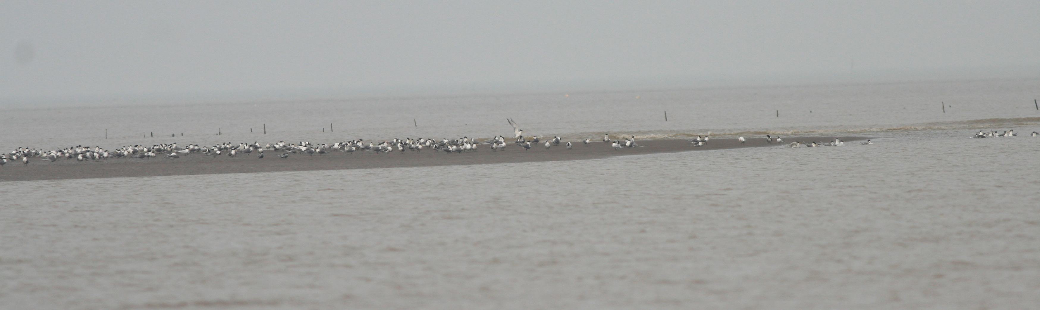 how many Chinese Lesser Crested Tern.jpg