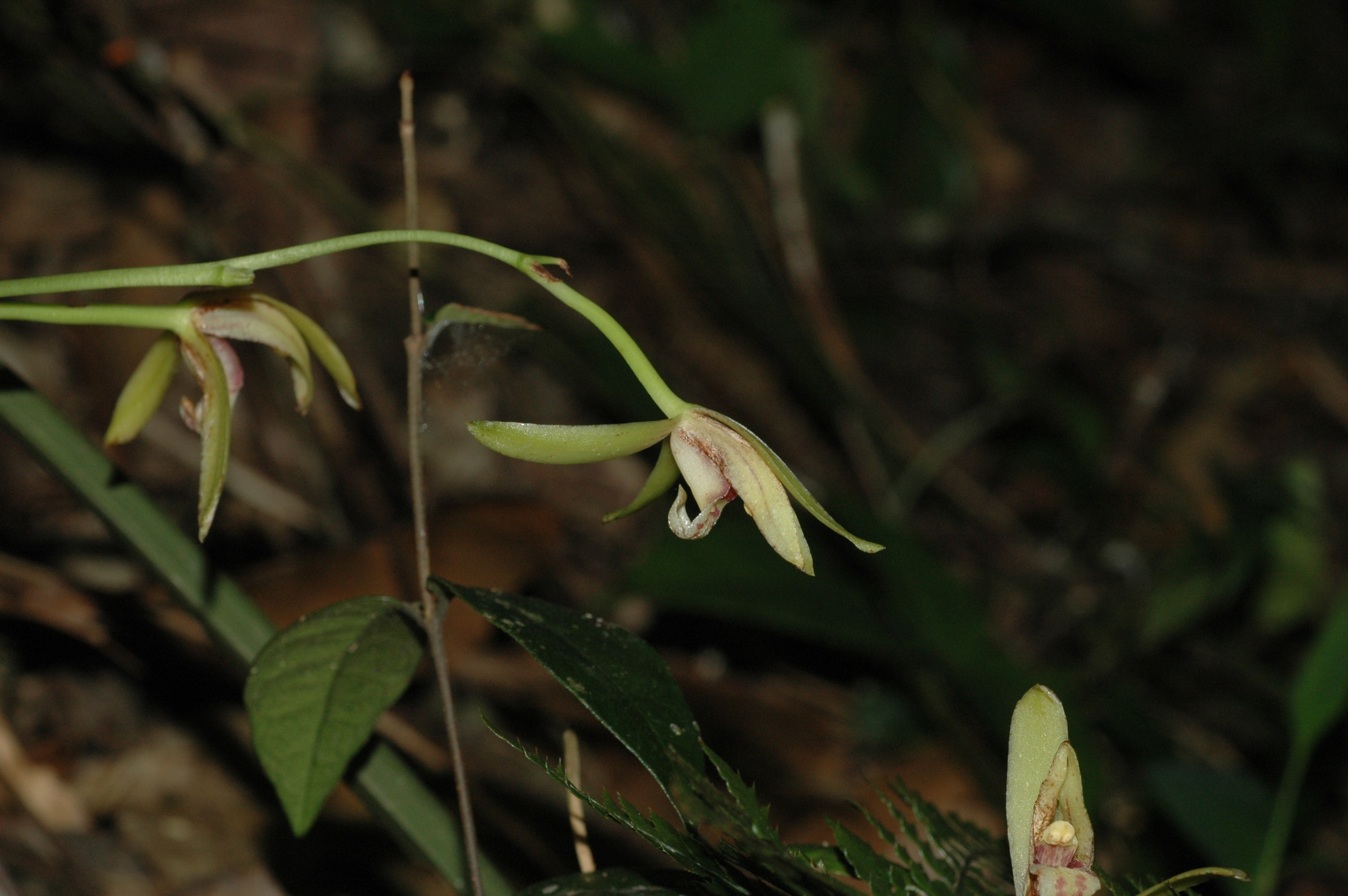 Cymbidium ensifolium__򵥵_й_ʡ_20100823.jpg