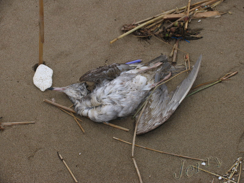 ̱ѼΪųƸݵһε¼ǿͷΪףףҺ˵ͷ