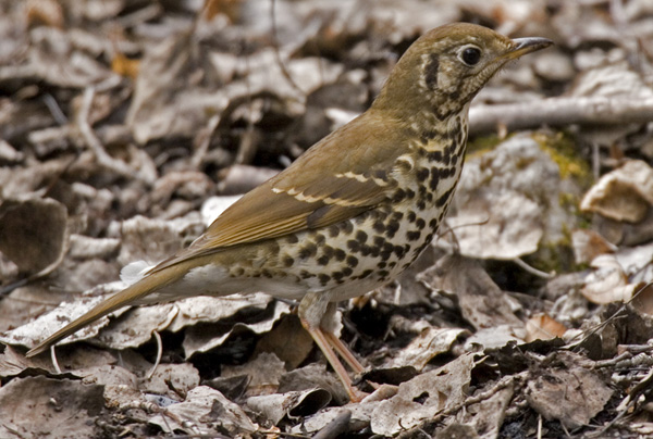 ���ɽ����կ���������ظ���ݺ������