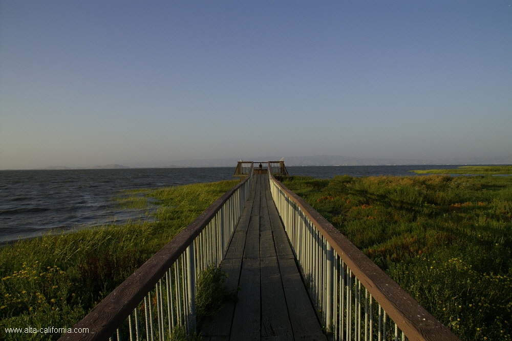bayland002.jpg