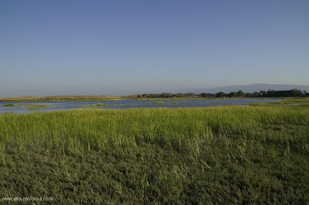 bayland008.jpg