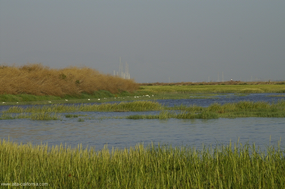 bayland009.jpg