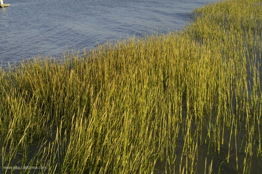 bayland016.jpg