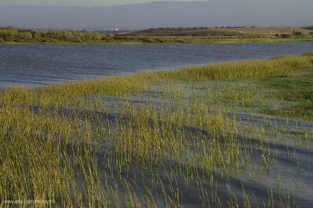 bayland017.jpg