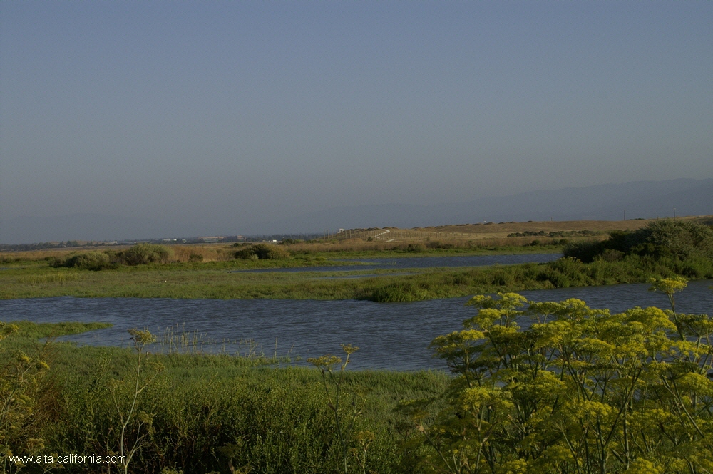 bayland010.jpg