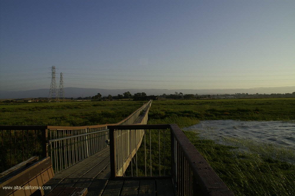 bayland005.jpg