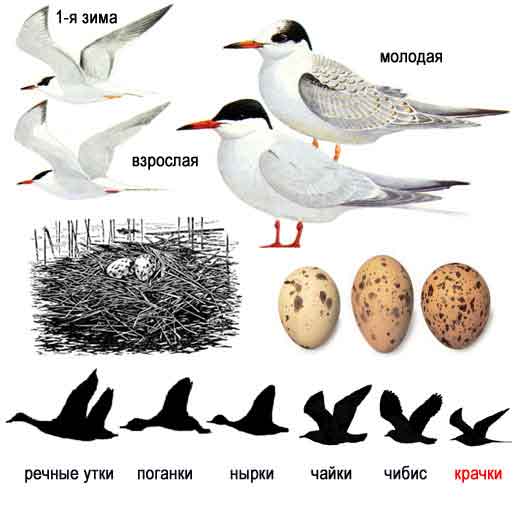 Sterna hirundo.jpg