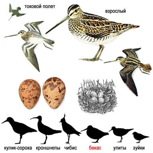 Gallinago gallinago.jpg