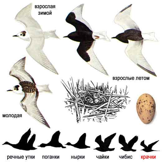 Chlidonias leucoptera.jpg