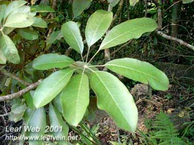 ƲSchefflera octophylla