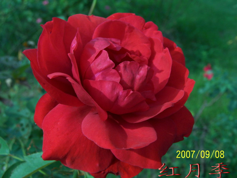 2007.9.8 047.jpg