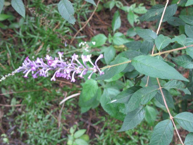 ݿ-Buddleia davidii.jpg