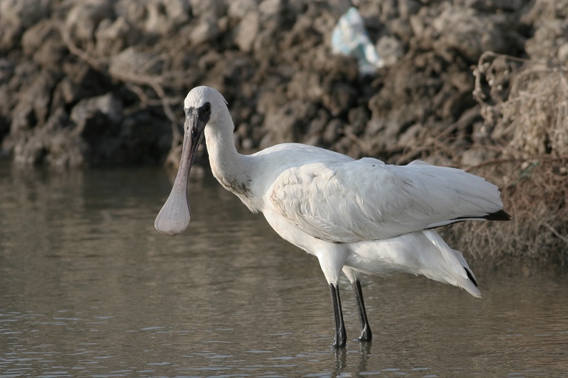 챨IMG_8541.jpg