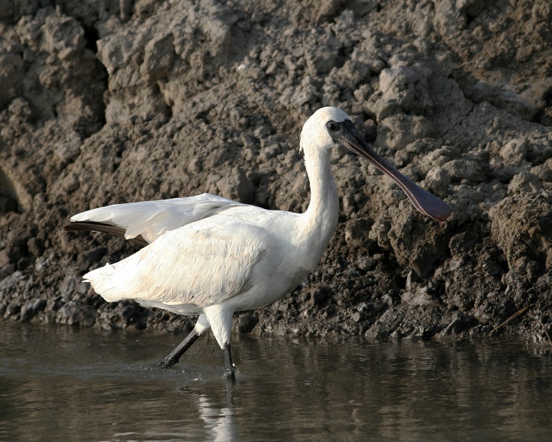 IMG_8533.jpg