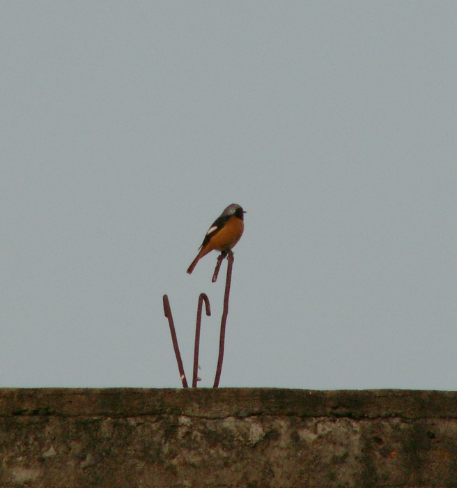 PICT7849.JPG