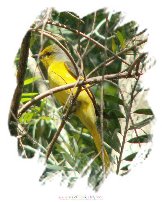 ��ף��������