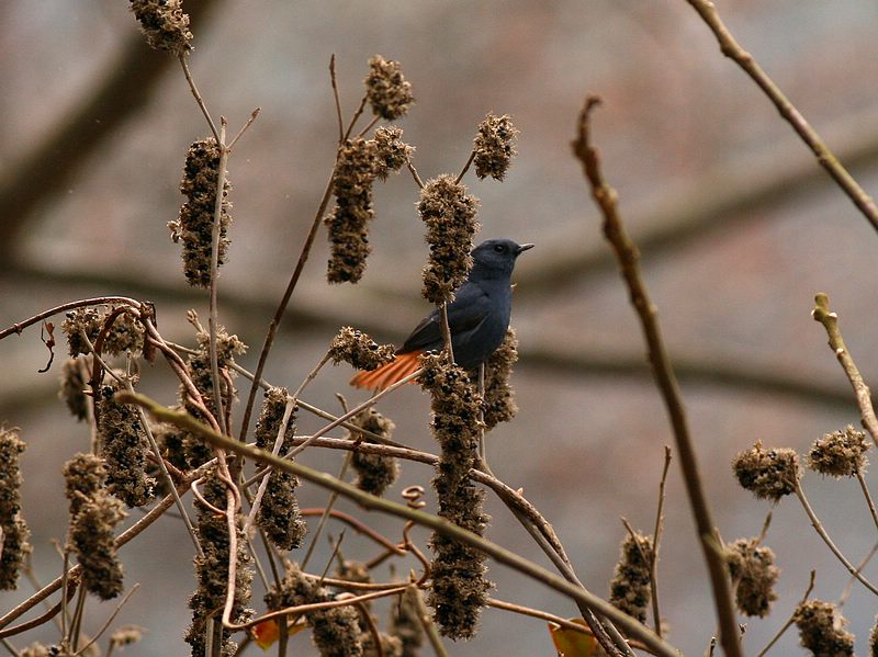 С��Ҳ���ò���ʼ������ʳ����