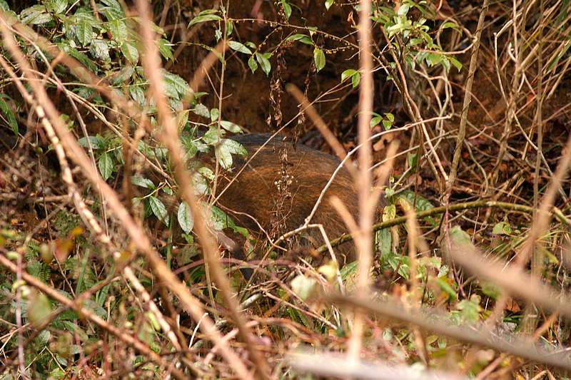 ���Բ���չ٣���