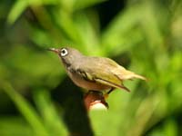 Mauritius Olive White-eyerare02.jpg