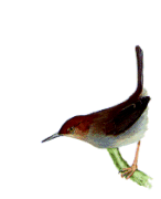 Long-billed Apalisrare01.gif