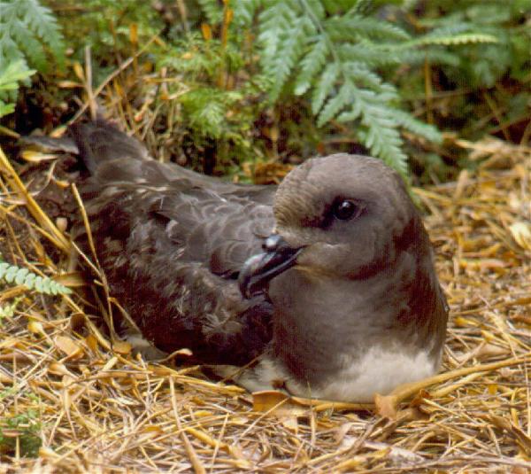 Magenta Petrel(rare)01.jpg