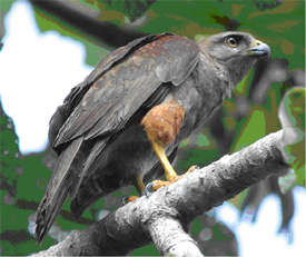 s Hawkrare03.jpg