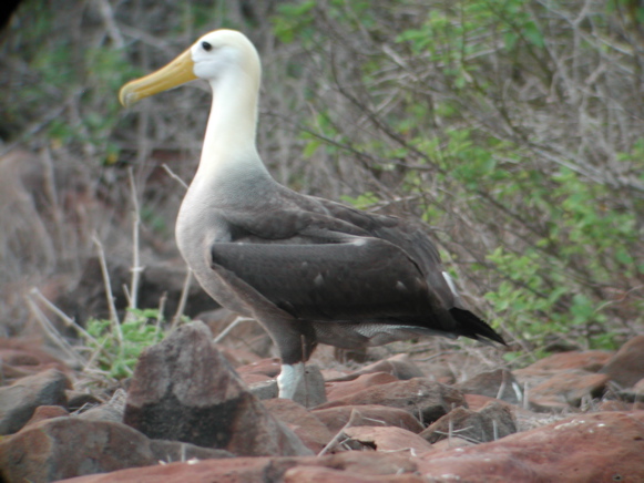 Waved Albatross(rare)04.jpg