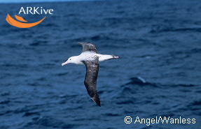 Tristan Albatross(rare)07.jpg