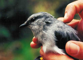 Reunion Cuckooshrikerare01.jpg