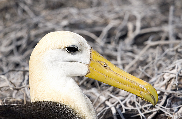 Waved Albatross(rare)13.jpg