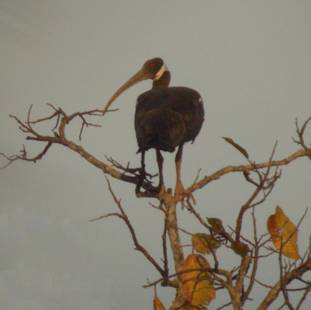 White-shouldered Ibis(rare)04.jpg