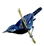 Rio de Janeiro Antwrenrare01.gif