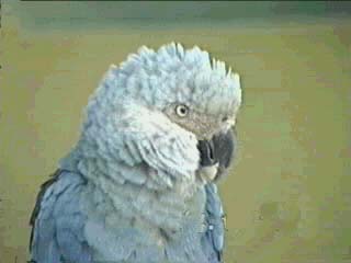 ǳ̽ Glaucous Macawrare01.jpg