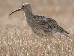 Slender-billed Curlewrare04.jpg