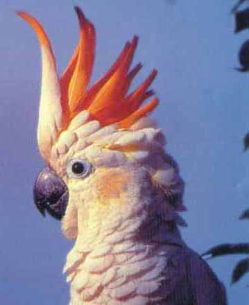 Сͷ Yellow-crested Cockatoorare02.jpg