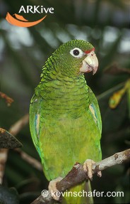 Puerto Rican Amazonrare02.jpg