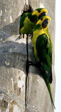 Yellow-eared Parrotrare03.jpg