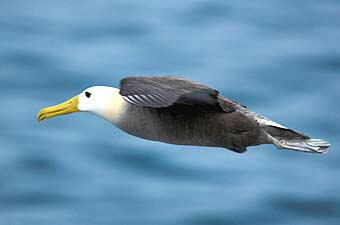 Waved Albatross(rare)08.jpg