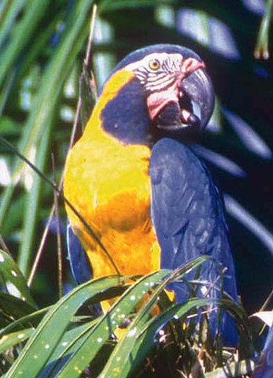  (Blue-throated Macaw)01.jpg