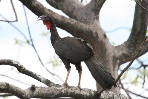 White-winged Guan(rare)04.jpg