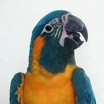  Blue-throated Macawrare01.jpg