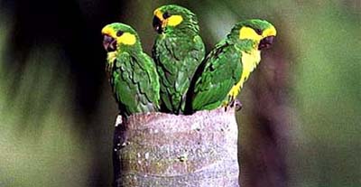 Yellow-eared Parrotrare01.jpg