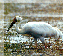Ǻ Siberian Cranerare05.gif