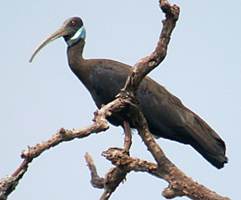 White-shouldered Ibis(rare)03.jpg