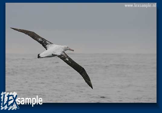 Tristan Albatross(rare)06.jpg