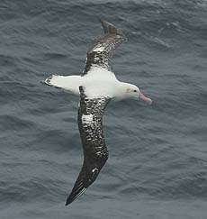 Tristan Albatross(rare)01.jpg