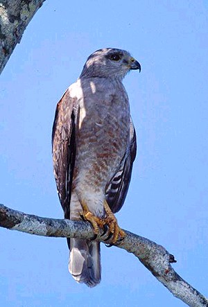 s Hawkrare01.jpg