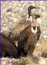 Slender-billed Vulturerare01.jpg