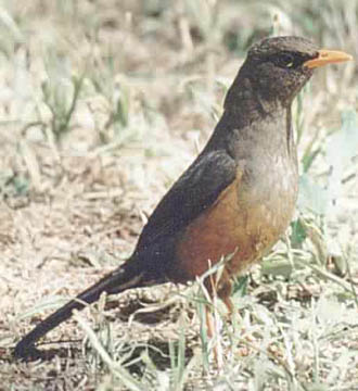 Taita Thrushrare03.jpg